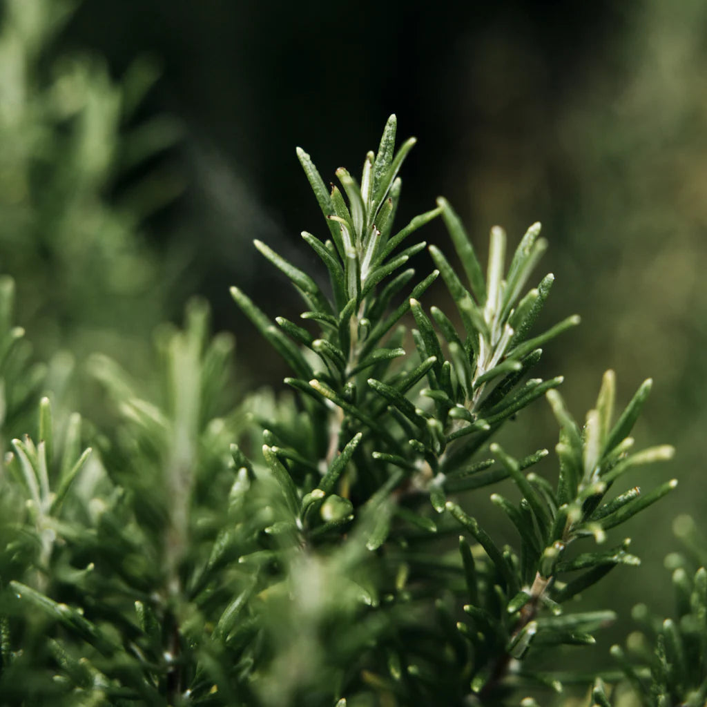 Bay & Rosemary, Hand Wash
