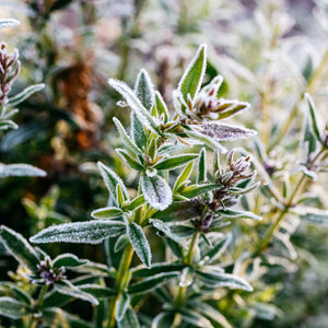Winter Thyme, Wonderland Glass