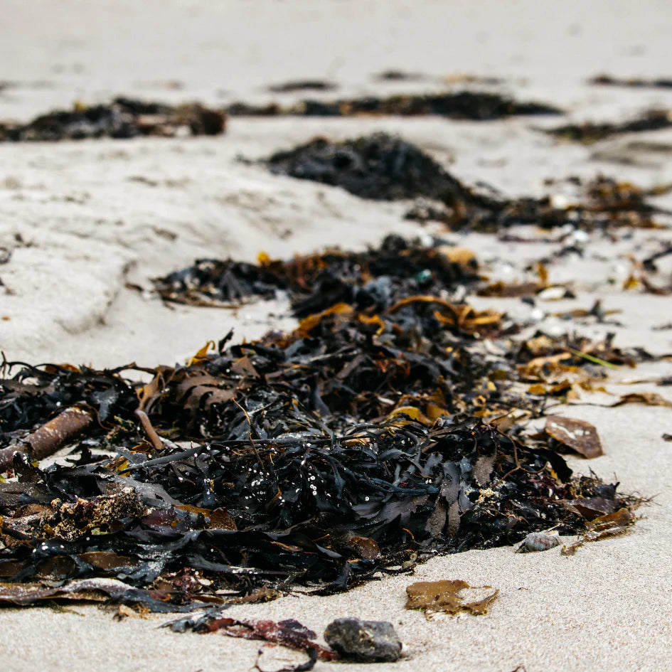 Sea Salt, Scented Tin Candle